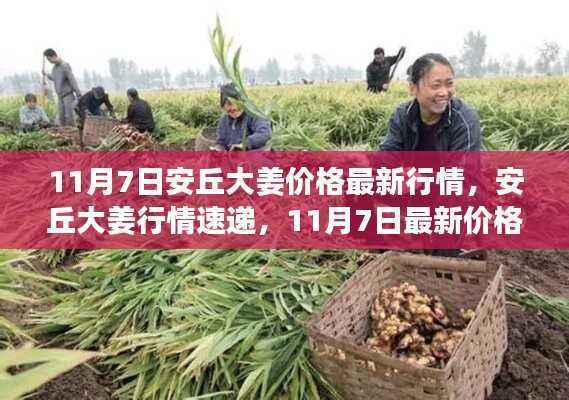 11月7日安丘大姜价格最新动态,行情速递与市场分析