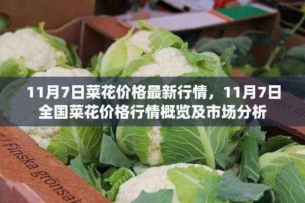 11月7日全国菜花价格行情概览及市场分析,最新市场动态解析