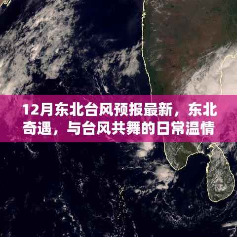 东北奇遇,台风预报下的温情日常