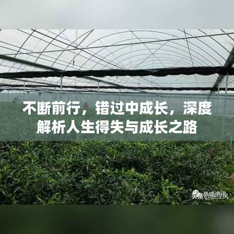 不断前行,错过中成长,深度解析人生得失与成长之路